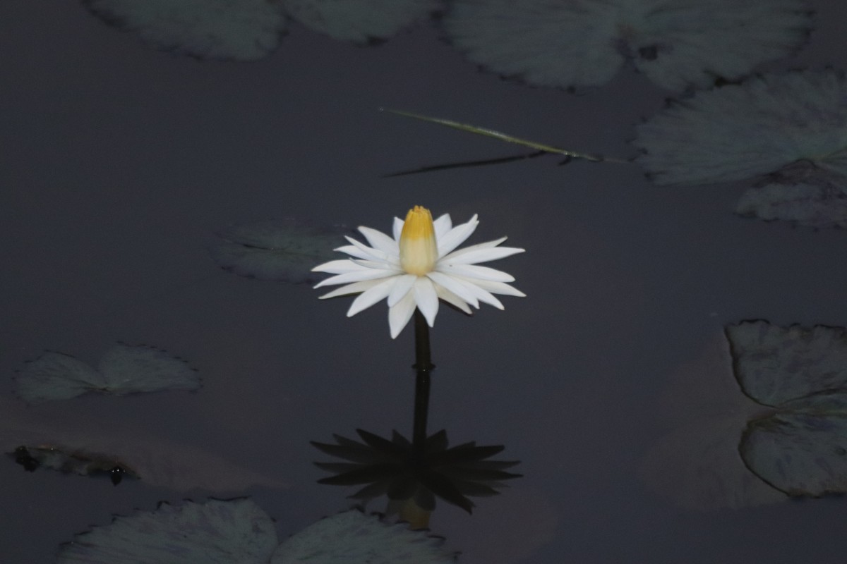 Nymphaea pubescens Willd.
